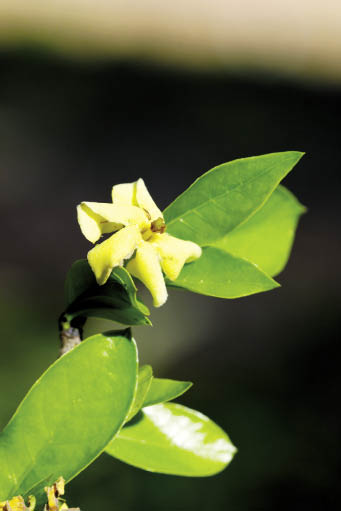 เคด Catunaregam spathulifolia Tirveng.<br/>RUBIACEAE